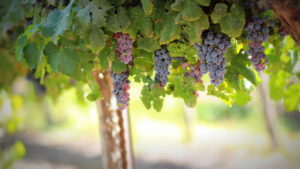 Vineyards in the Golan Heights